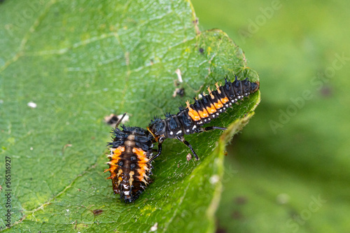 Larva of a Harlequin ladybug beetle, Harmonia axyridis, eating a larva about to change to pupa stage of the same species © Anders93