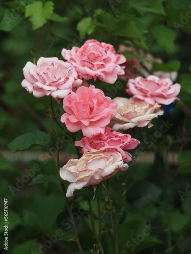 pink roses Queen Elizabeth in garden