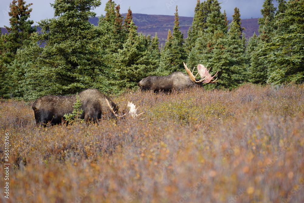 Fototapeta premium Moose Bull in National park Denali in Alaska