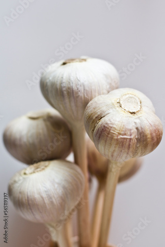 close-up of a bunch of garlic