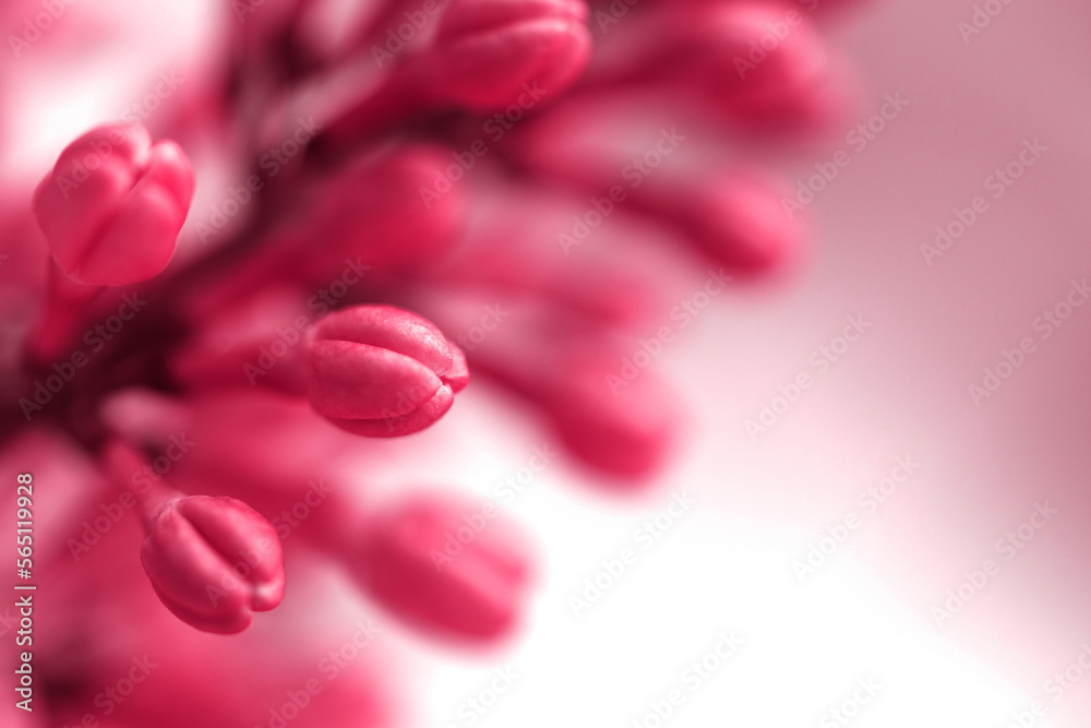 Floral magenta background with lilac flowers macro, soft selective focus, copy space