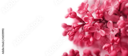 Floral magenta background with lilac flowers macro, soft selective focus, copy space