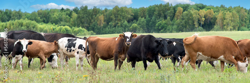 Banner, extra wide format. A herd of cows graze on a field in a village, pasture