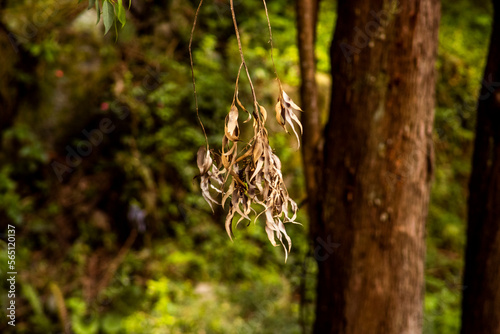 folhas secas de eucalipto penduradas