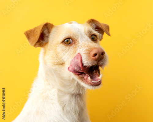 Portrait of a podenco breed dog on a yellow background. Dog with its mouth open and sticking out its tongue	 photo