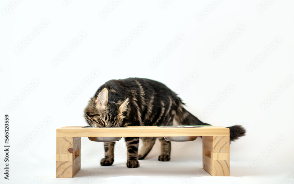 Wall Mural Cute cat eating his food on wooden elevated feeder bowl