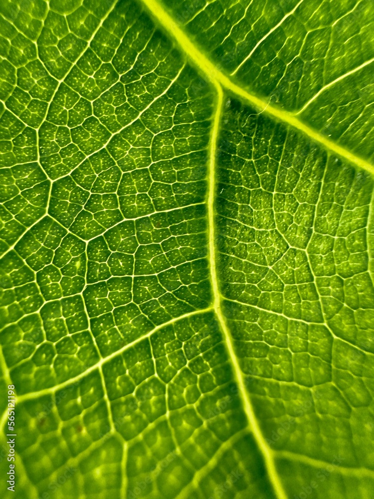 Fresh Green Leaves close up of green leaf texture nature background Fresh Green Leaves close up of green leaf texture nature background