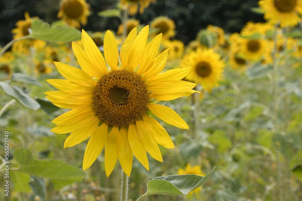 sunflower in the field