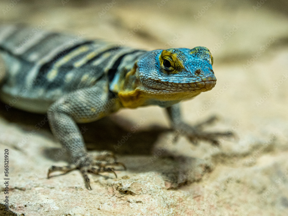 Obraz premium Smaragdeidechse