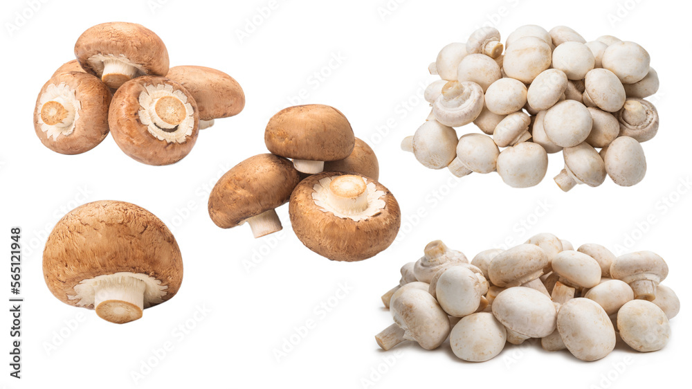 Tasty mushroom isolated on white background. Tasty mushroom isolated on white background.