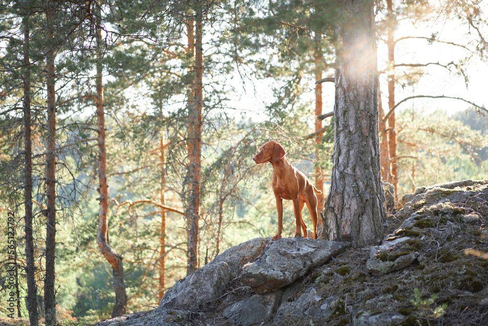 Hungarian Vizsla in the forest at sunset. Dog in nature. Hiking with a pet in woods