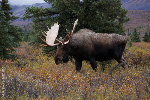 Moose bull in national park Denali in Alaska