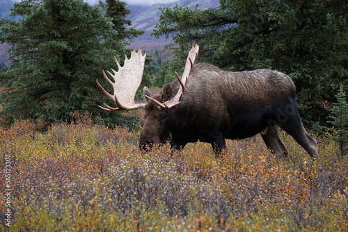 Bull Moose in National park Denali in Alaska