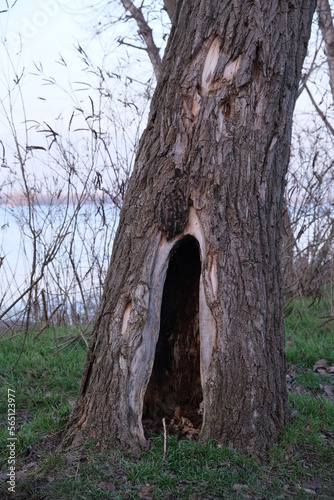 Large hollow in a tree. forest landscape 