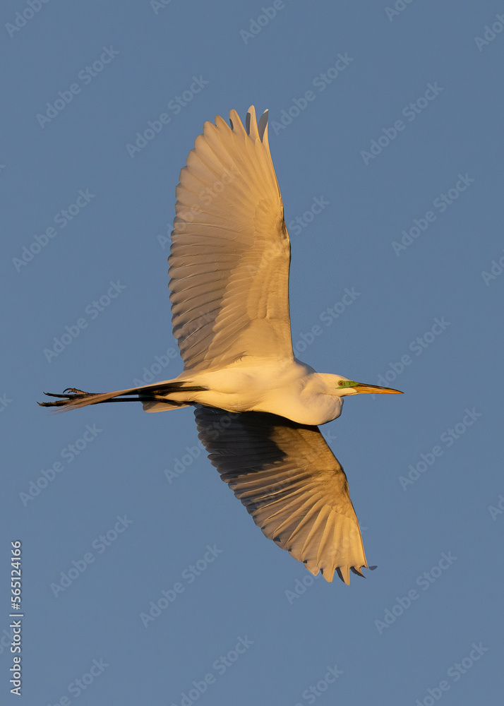Obraz premium great egret soaring