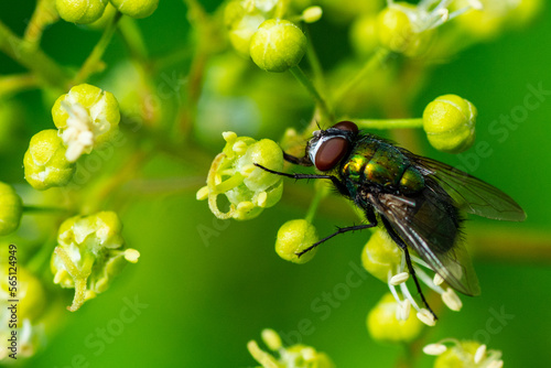 fly on leaf