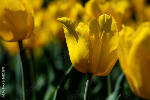 yellow tulips in spring