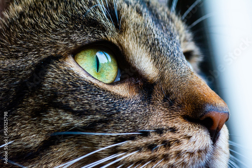 close up cat green eye