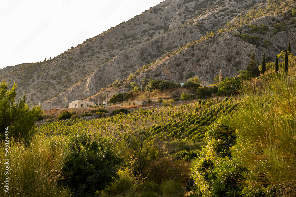 Beautiful dalmatian vineyards on steep slopes of Vidova Gora mountain on Brac island, Croatia