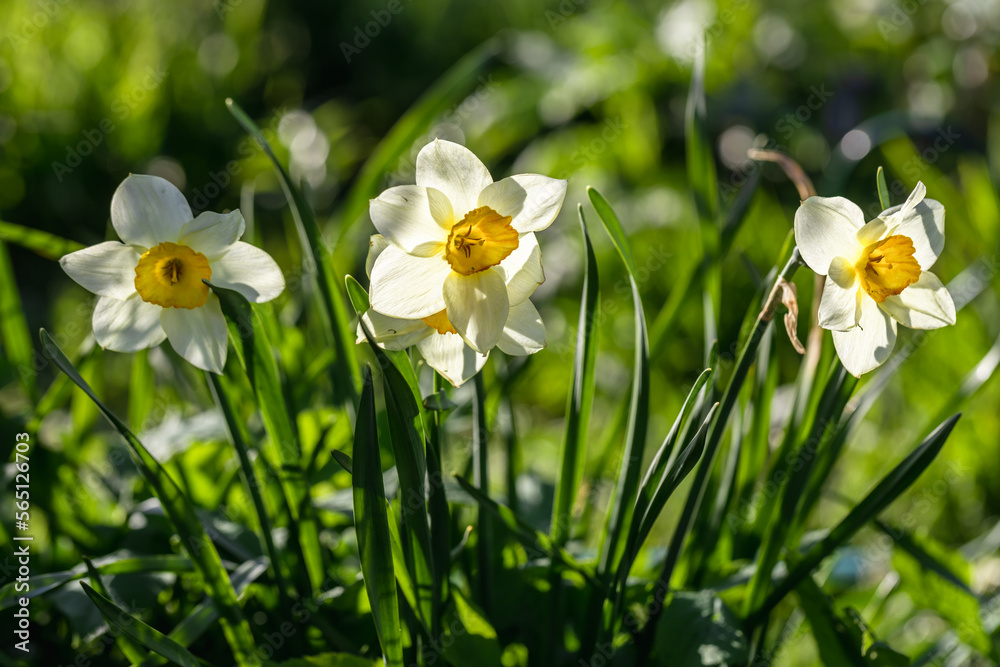 Narcissus flowers flower bed with drift yellow. White double daffodil flowers narcissi daffodils. 