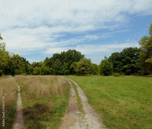 Two different long roads among the green grass. Roads lead to the green forest. Beautiful summer green landscape