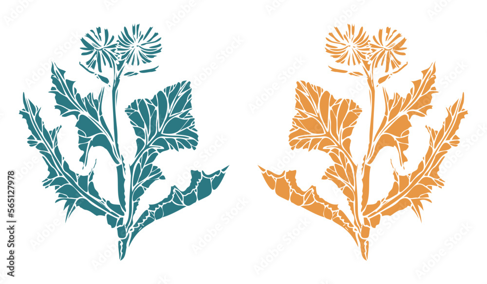 Wild lettuce (Lactúca serríola) print for botanical sketches and diaries of travelers and teenagers. Wild lettuce (Lactúca serríola) print for botanical sketches and diaries of travelers and teenagers.