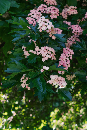 Hawthorn decorative bush with pink flowers. Beautiful spring nature.