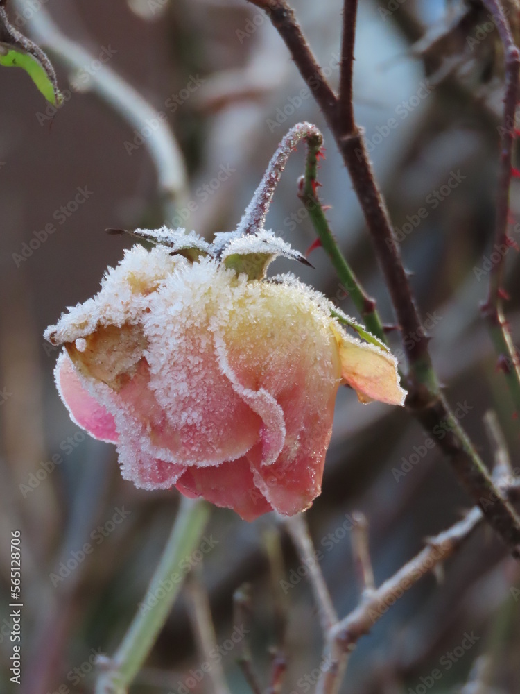 Fototapeta premium Frozen rose
