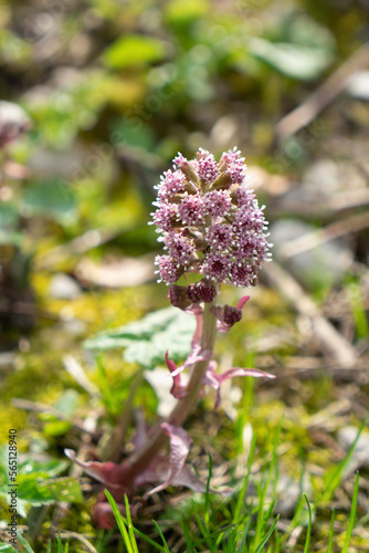 Gemeine Pestwurz, Petasites hybridus, Blütenstand