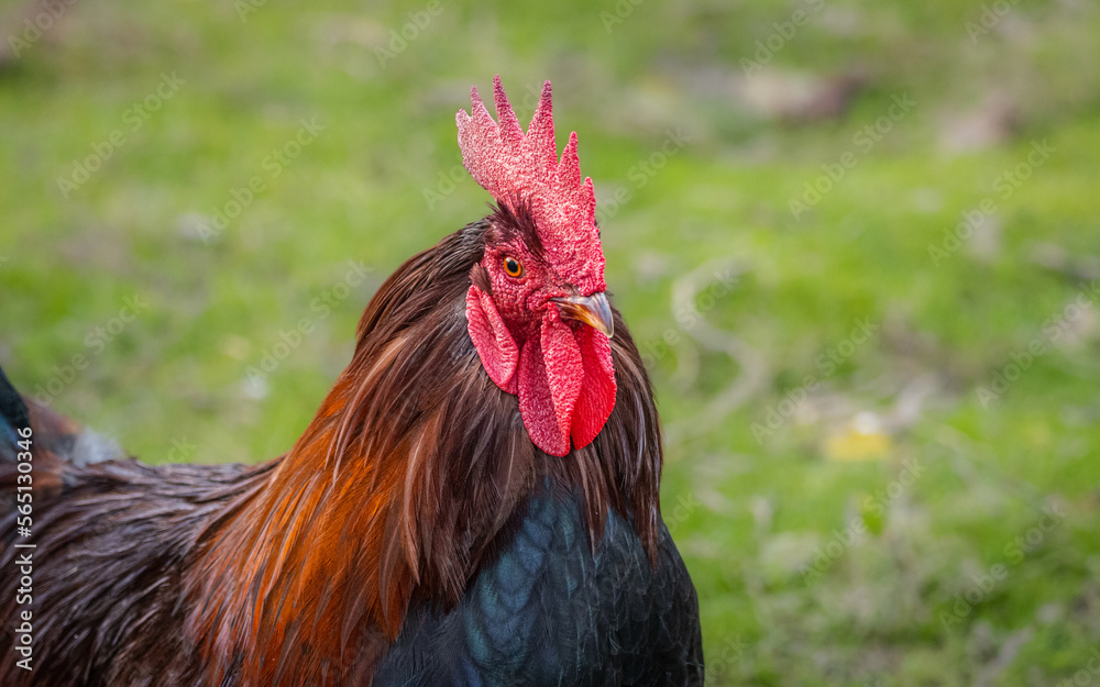rooster on the eco-farm. Rooster in the village. Close-up portrait of rooster with green grass background.
