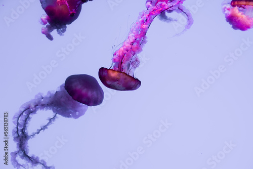 Canvas-taulu jellyfish in captivity