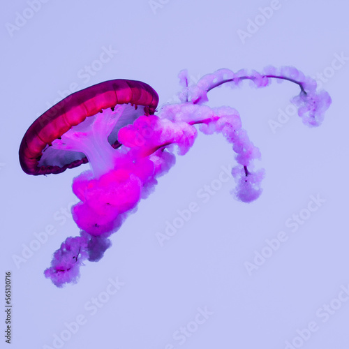 jellyfish in captivity