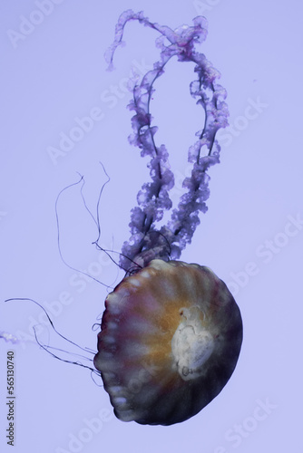 jellyfish in captivity
