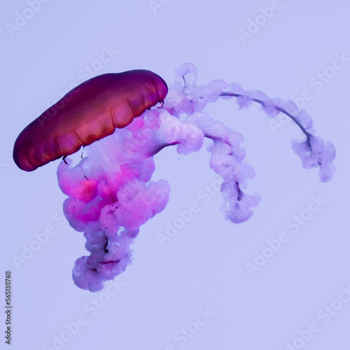 jellyfish in captivity