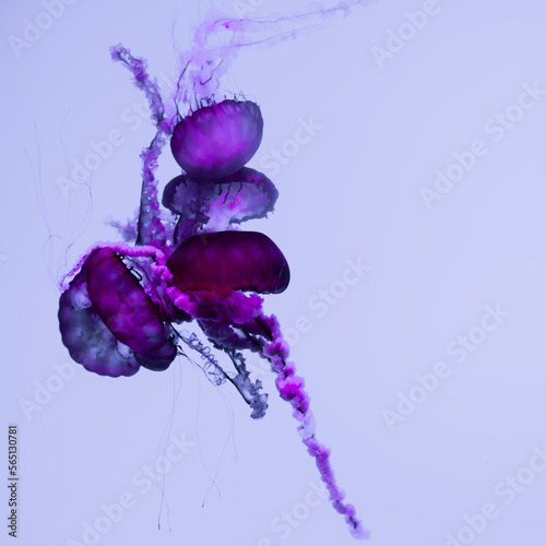 jellyfish in captivity