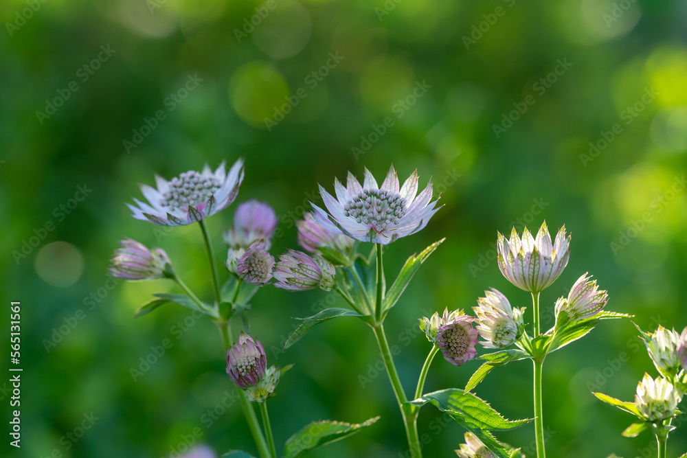 Blossom lilac astrantia flower on a green background close-up photo in summertime. Garden flower with pink petals macro photography in a sunny summer day. Blossom lilac astrantia flower on a green background close-up photo in summertime. Garden flower with pink petals macro photography in a sunny summer day.