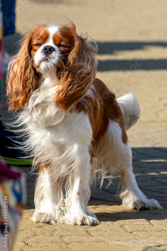 Cute cavalier king charles spaniel joyfully without leash on the street on a sunny day.