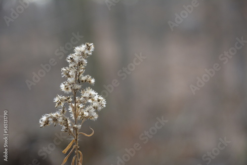 flower in fall
