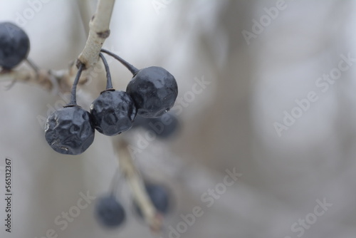berries on a tree branch