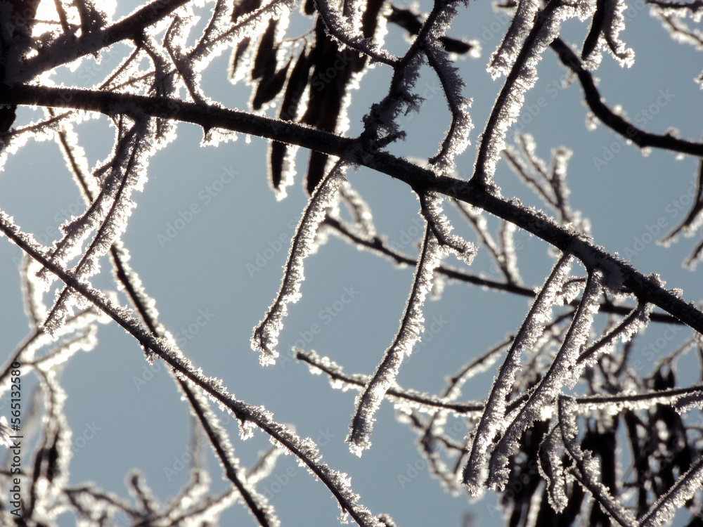 Frozen branches of a tree covered with snow and beautifully illuminated from behind in a cold winter morning Frozen branches of a tree covered with snow and beautifully illuminated from behind in a cold winter morning