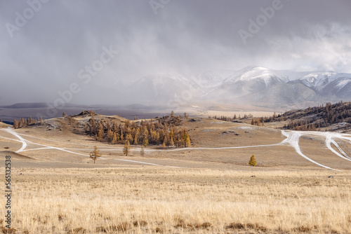 Fototapeta Naklejka Na Ścianę i Meble -  Majestic autumn mountain landscape. Valley with golden trees, white snowy mountains and clouds in the background, sunset in Kurai steppe, North-Chuya mountain range, Altai