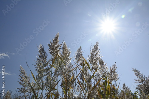 flowering grasses in the sun