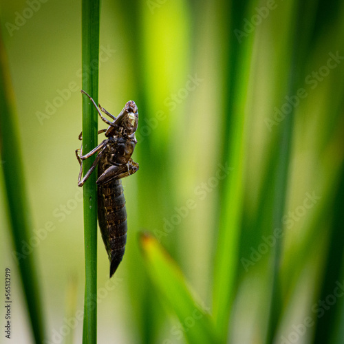 dragonfly skin shed on long grass