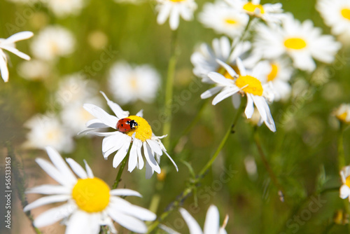 At the center white daisy flower with a ladybug on it in the garden, on the background of blurred grass. Ladybird on daisy. Daylight. Horizontal.