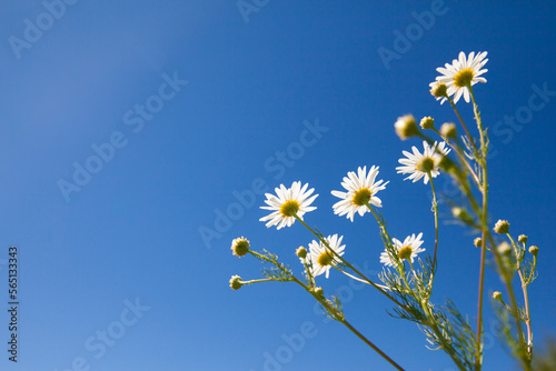 Field daisies in the meadow in Sunny weather. Pharmacy chamomile close-up.