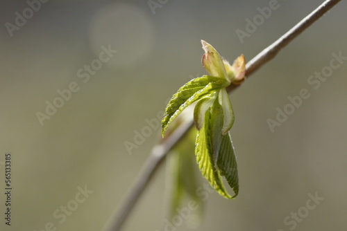budding tree leaves in sunlight
