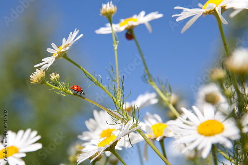 At the center white daisy flower with a ladybug on it in the garden, on the background of blurred grass. Ladybird on daisy. Daylight. Horizontal.