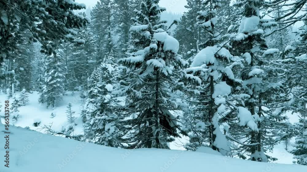 Winter landscape snowy mountain forest in snowstorm. Road for snowmobiles among snow-covered firs. Winter Russia, Siberia. High quality 4k footage Winter landscape snowy mountain forest in snowstorm. Road for snowmobiles among snow-covered firs. Winter Russia, Siberia. High quality 4k footage