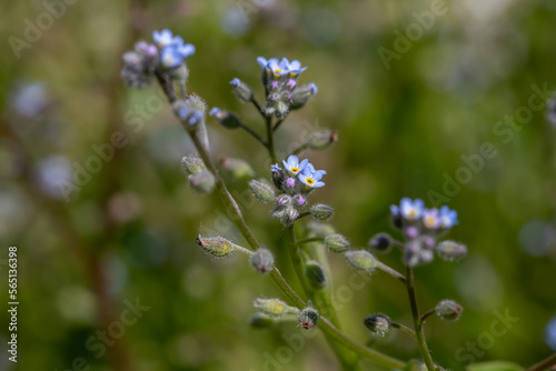 Blue little forget me not flowers on a green background on a sunny day in springtime macro photography. Blooming Myosotis wildflowers with blue petals on a summer day close-up photo.