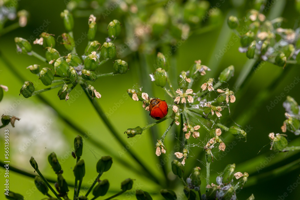 Ladybug sits on a flower bud on a summer day macro photo. Ladybird close-up photo in summertime. Beautiful red insect in sunny day nature photography.